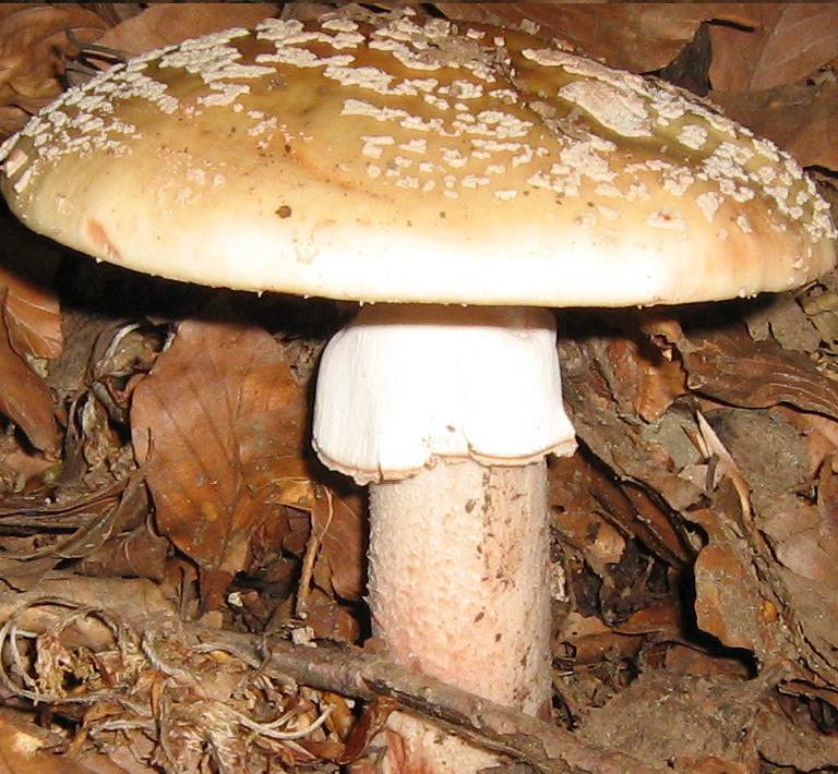 Escursione a Limestre e funghi da identificare